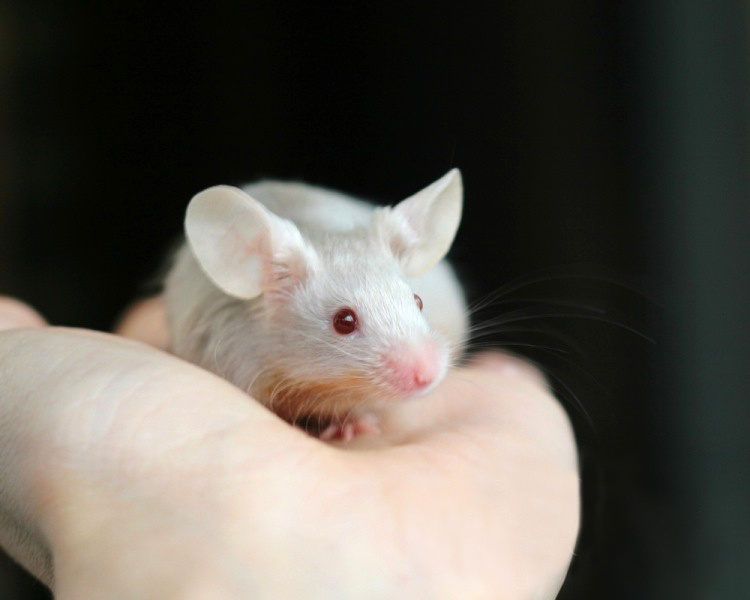 Знакомьтесь, это Джерри. Классика всегда в моде.