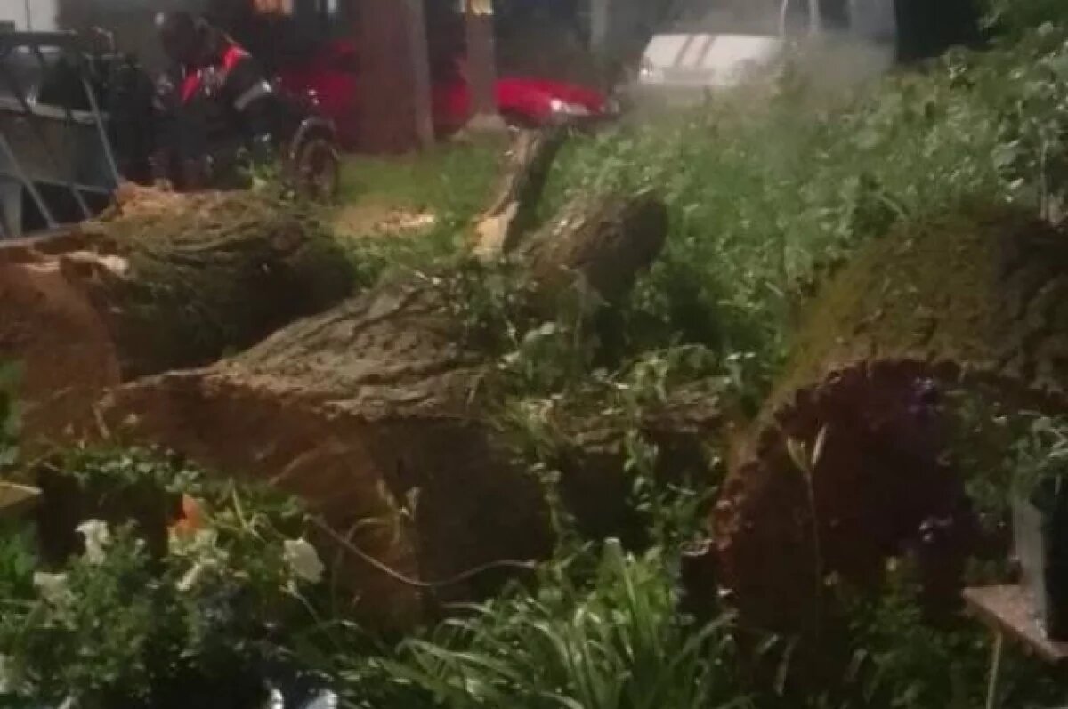    Врио мэра Курска: ветер повалил деревья и травмировал женщину