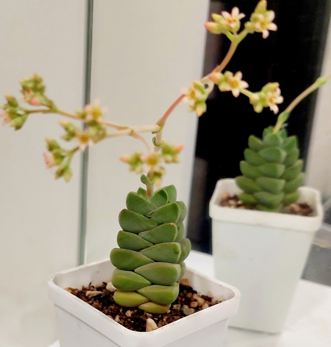 Крассула Монглоу фото автора 