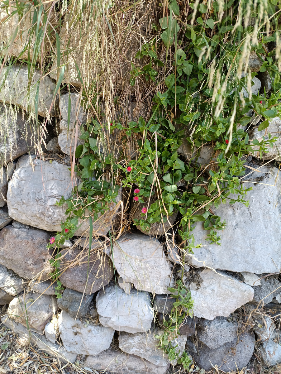 Климат настолько благоприятный, что красота пробивается даже из древних камней.