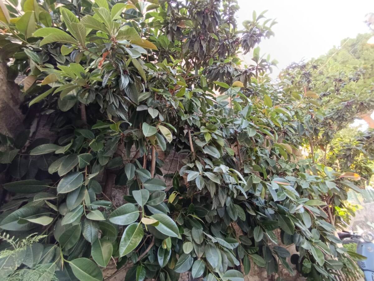 фикусы обвивают стены и заборы как сорняки