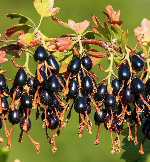 5 причин посадить золотистую смородину