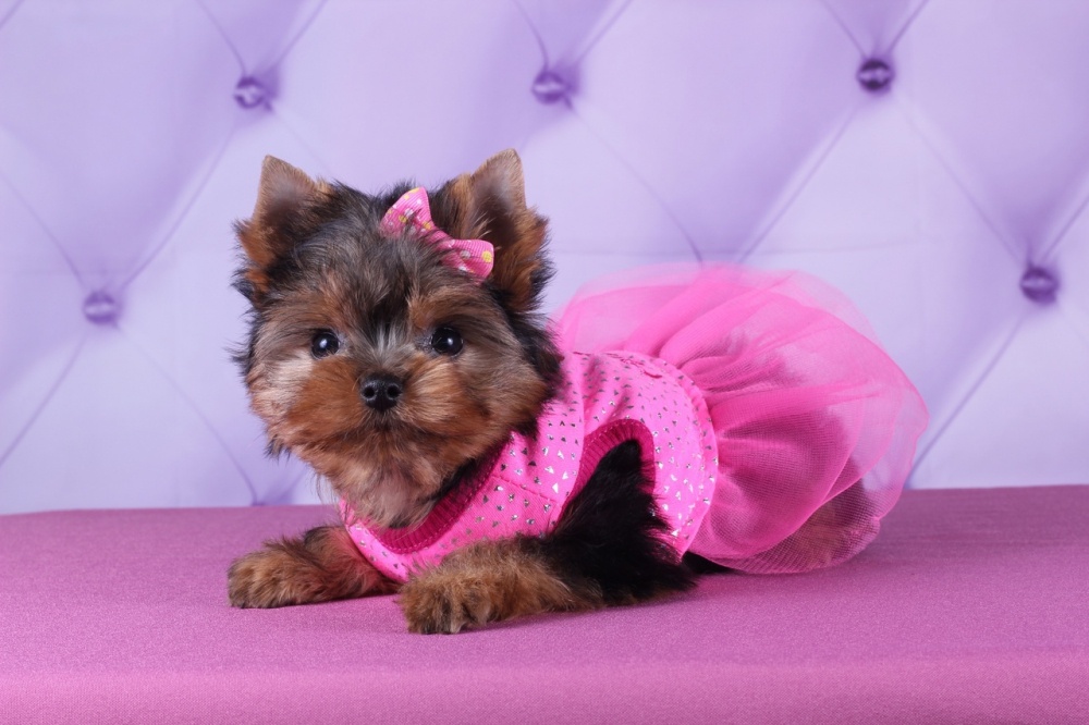 За ангельской внешностью скрывается душа настоящего охотника!