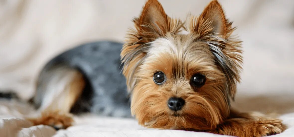 Это Буся. Она знает, как покорять сердца.