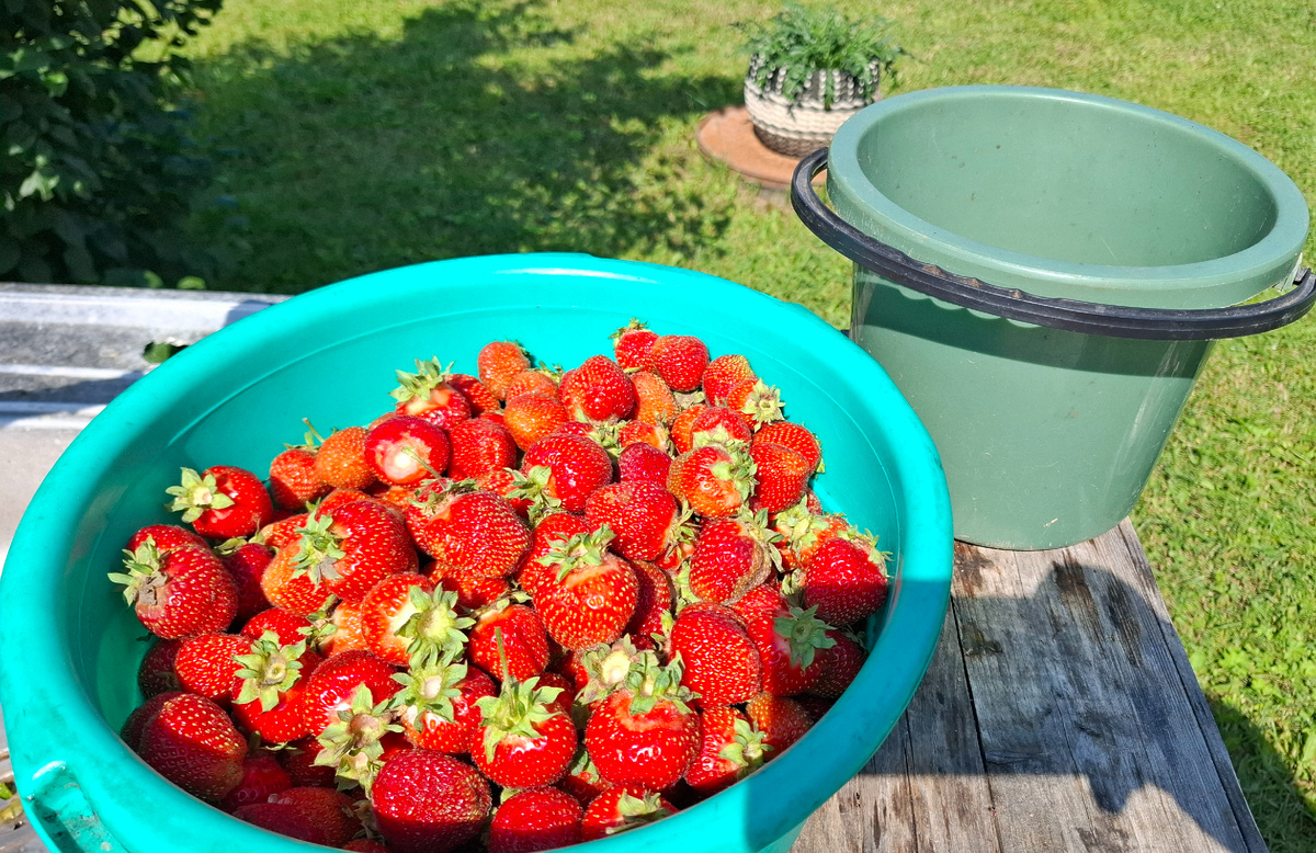 Яркие краски лета.