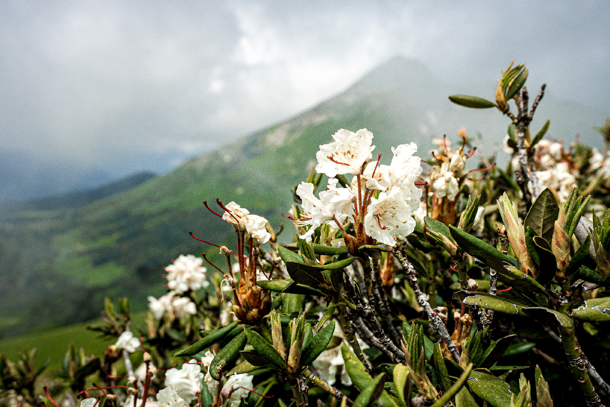 Рододендроны на курорте Роза Хутор