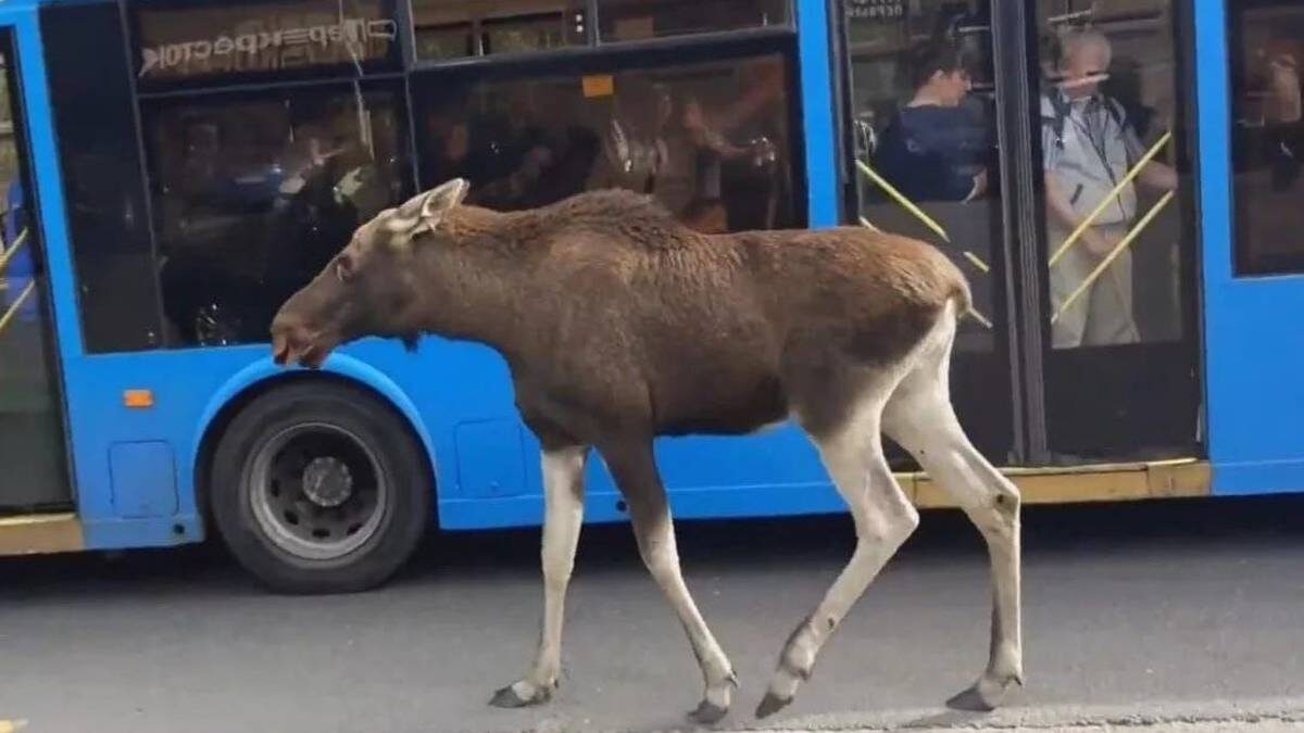    Фото: Telegram / Светлана Акулова