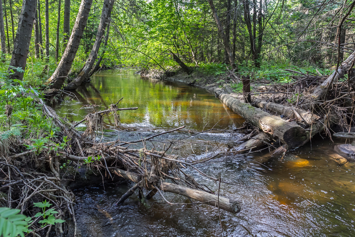 Река Куштумга.