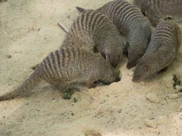 istockphoto