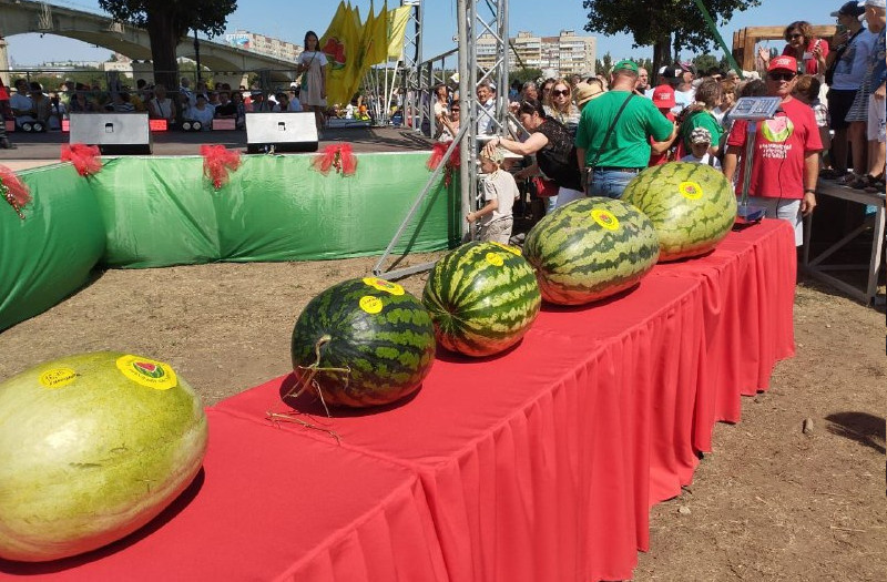   Арбузы-рекордсмены Камышина (Арбузный фестиваль 2024)