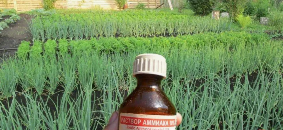 нашатырный спирт — идеальное удобрение для лука