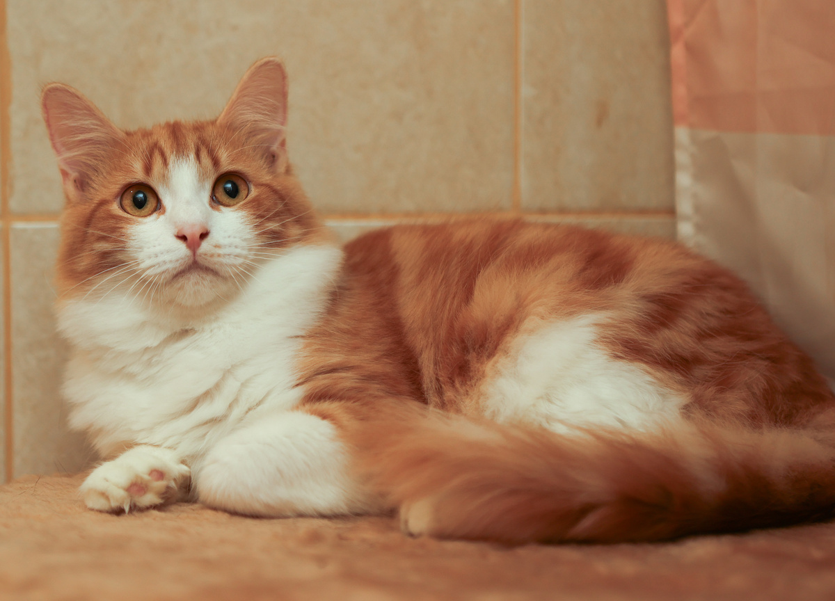 Как я этого дядьку понимаю! Такого кота украли!