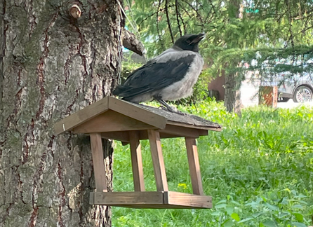 Тогда мы ещё не знали, что в помощи нуждается совсем маленький птенец