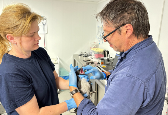 Первый осмотр воронёнка в «Госпитале дикой природы» специалистами Сергеем и Надеждой
