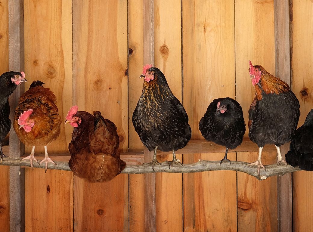 Куры на жерди