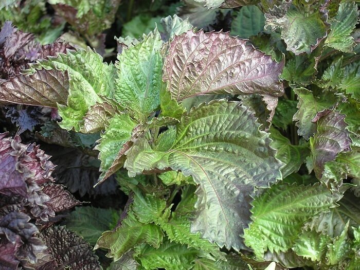 Перилла с зелеными листьями