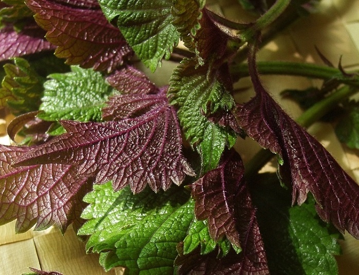 Перилла с пурпурно-зелеными листьями