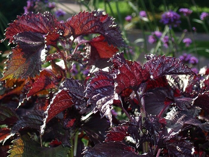 Перилла с пурпурными листьями