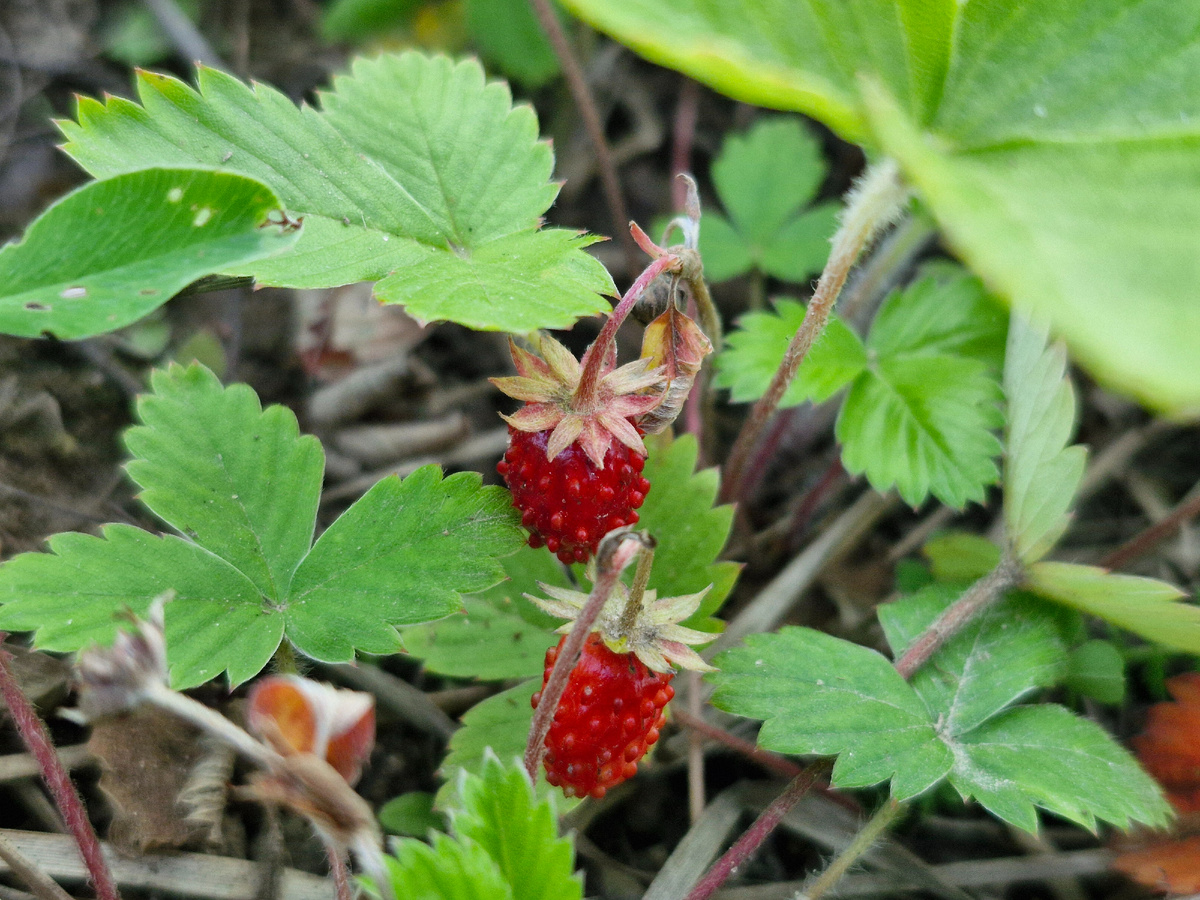 Земляника, фото автора