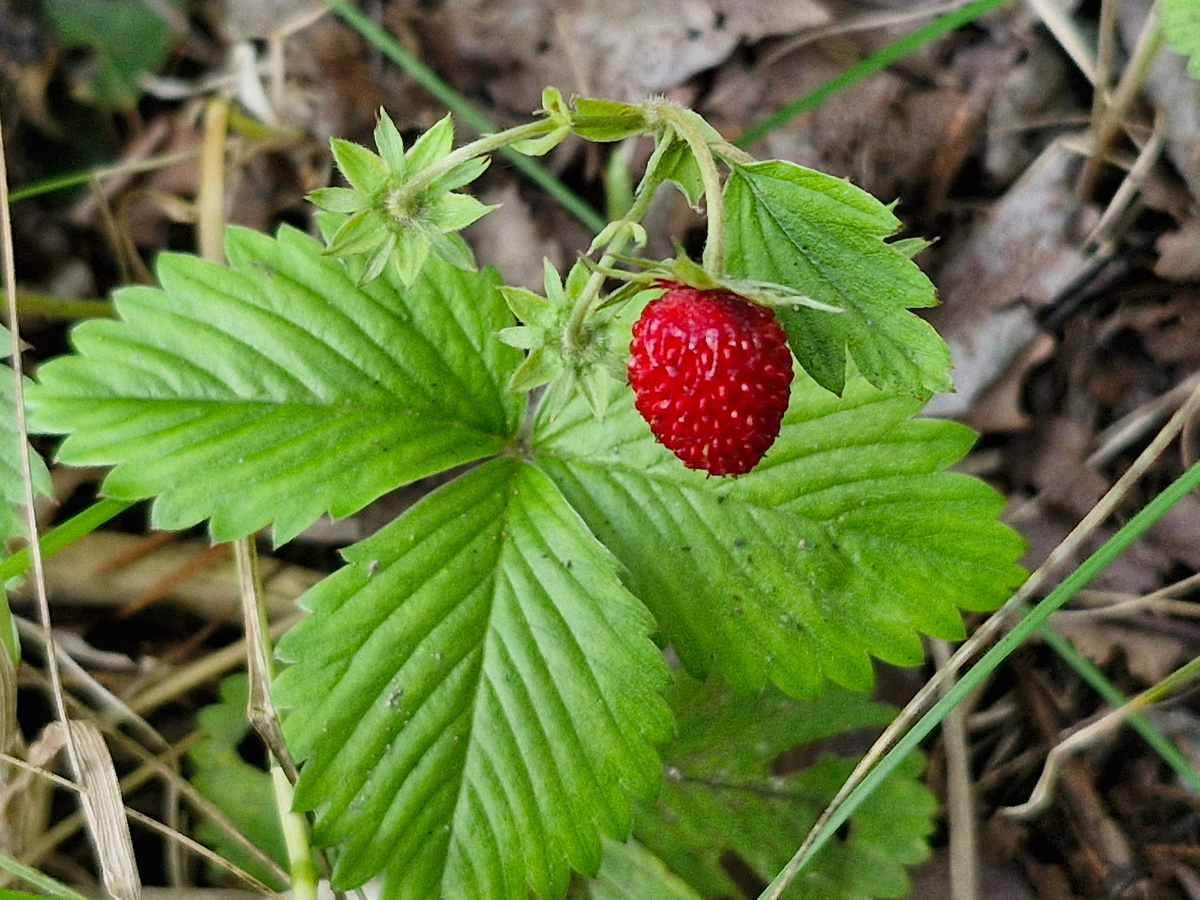 Земляника, фото автора