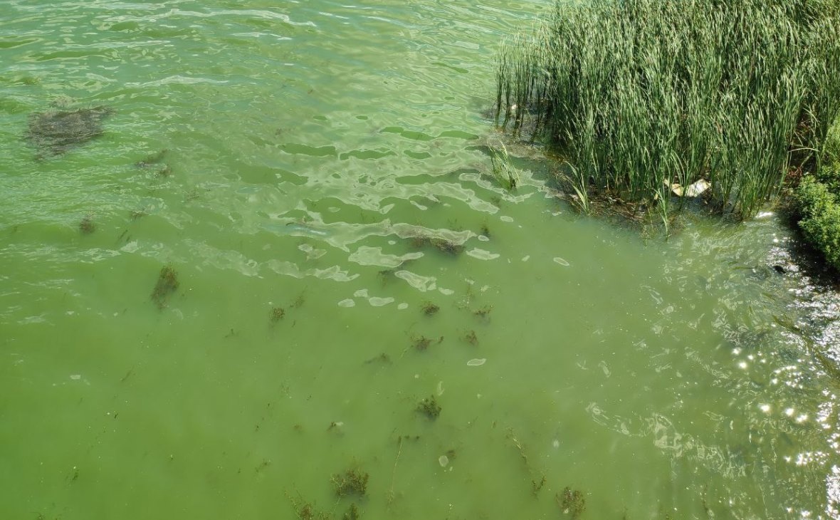 Фото: РБК Черноземье