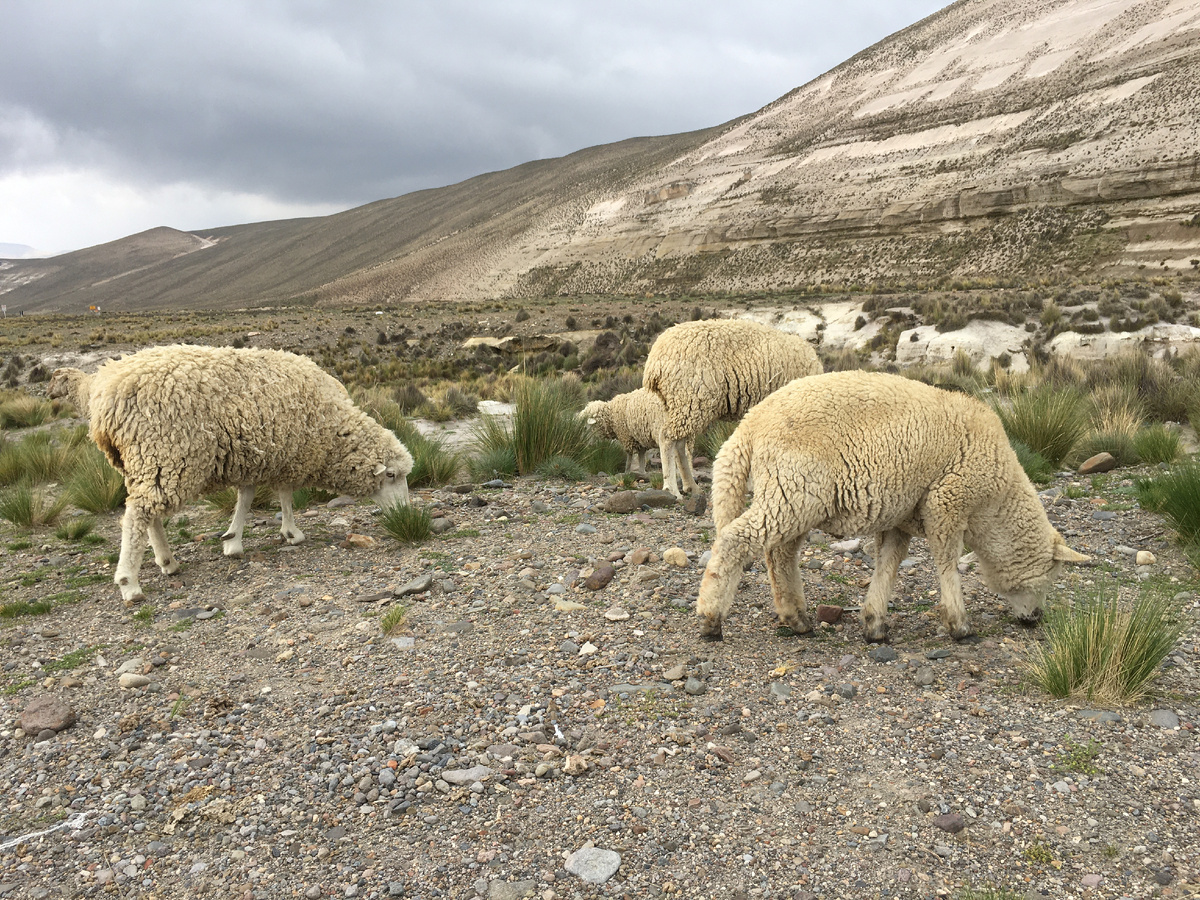 Овцы в горах Перу. Фото автора