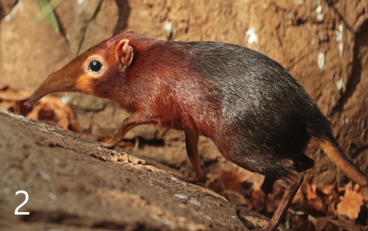 Хоботковая собачка Петерса