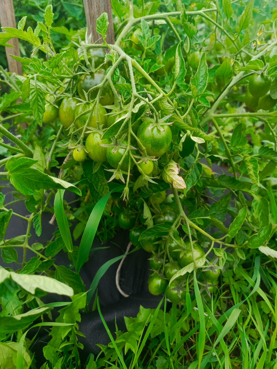 Томат Петергоф