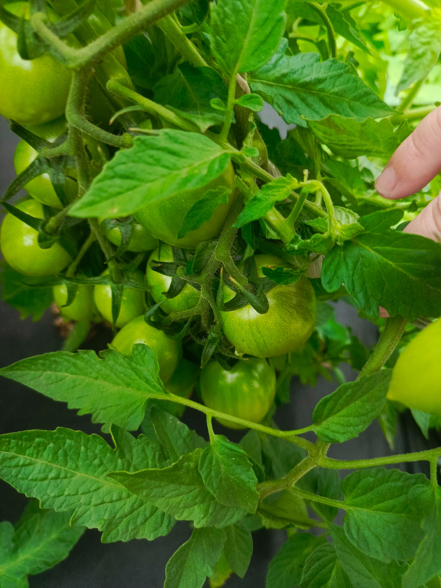 томат Пламя