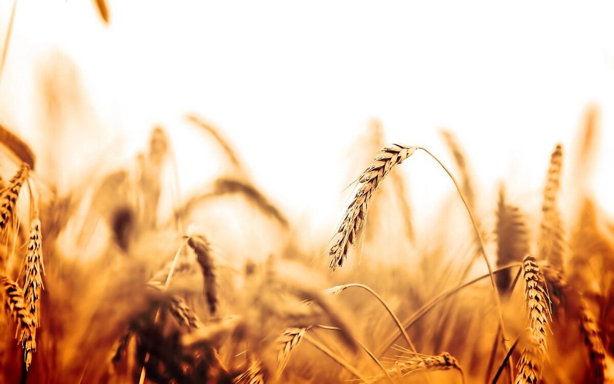    Национальная товарная биржа приостановила биржевые торги по продаже зерна из интервенционного фонда с 1 июля Фото – ru.freepik.com