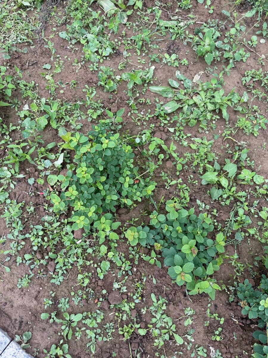 вот например, мелкие сорняки мешают восприятию