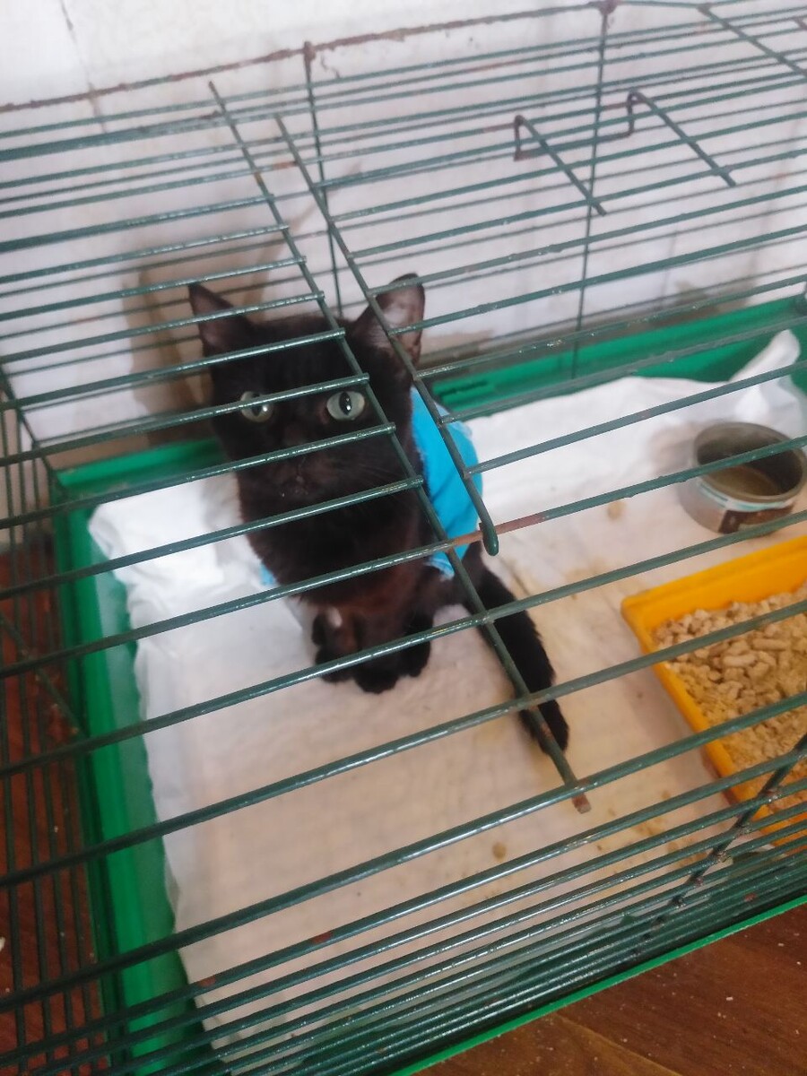 Кошечка МАня