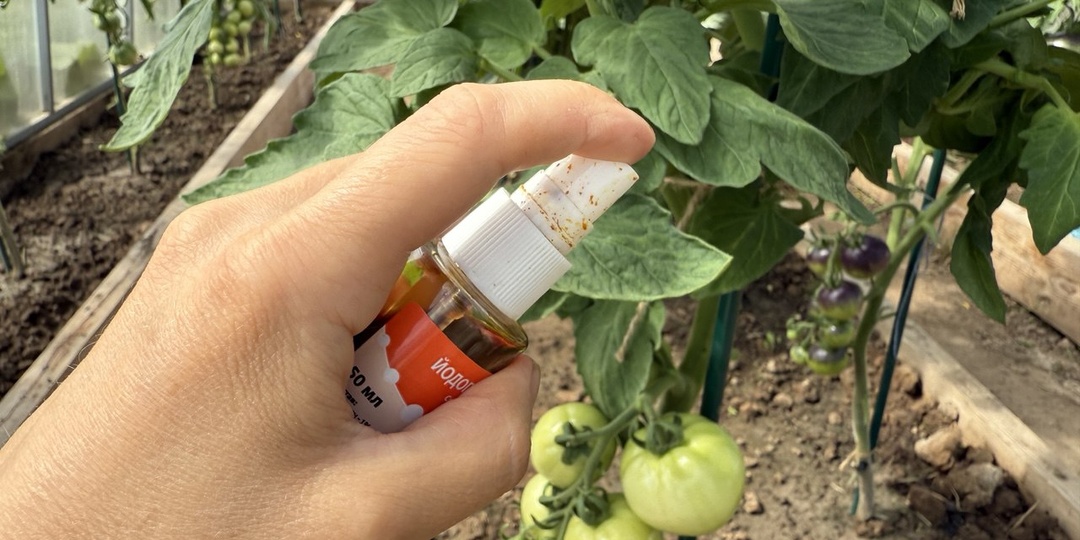 💥🍅Чем опрыскать томаты от фитофторы: 7 чудесных средств.