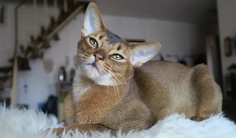 Знакомьтесь, это Оливер. Классика, которая всегда в моде