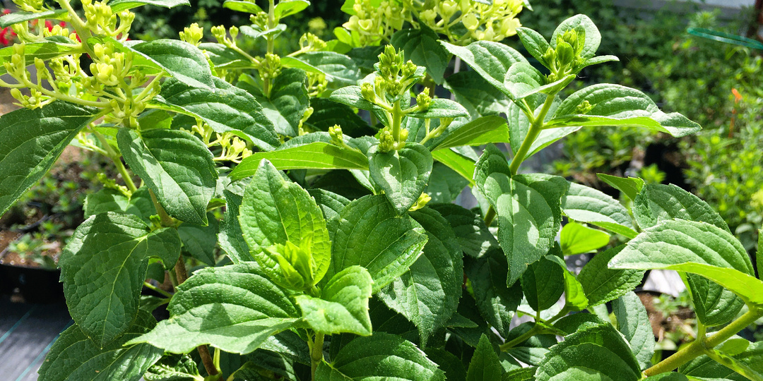 Чем подкормить гортензии летом: удобрения для пышного цветения