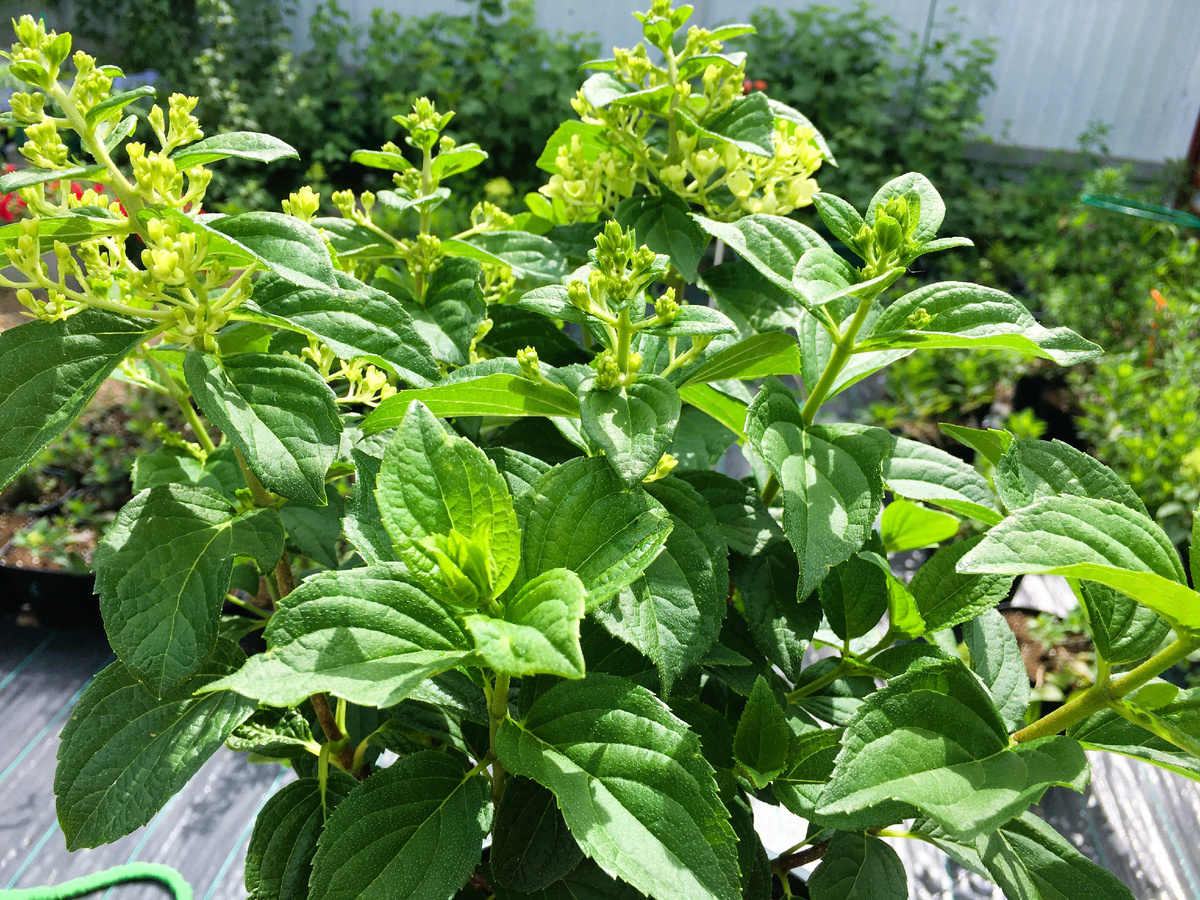 Гортензии уже набивают бутоны