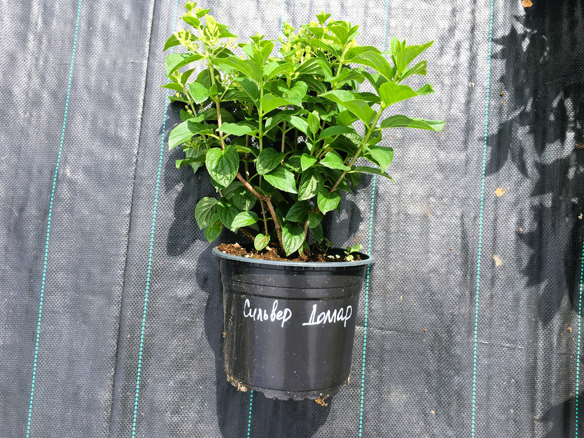 Фото моих саженцев в контейнерах 3 л на 01.07