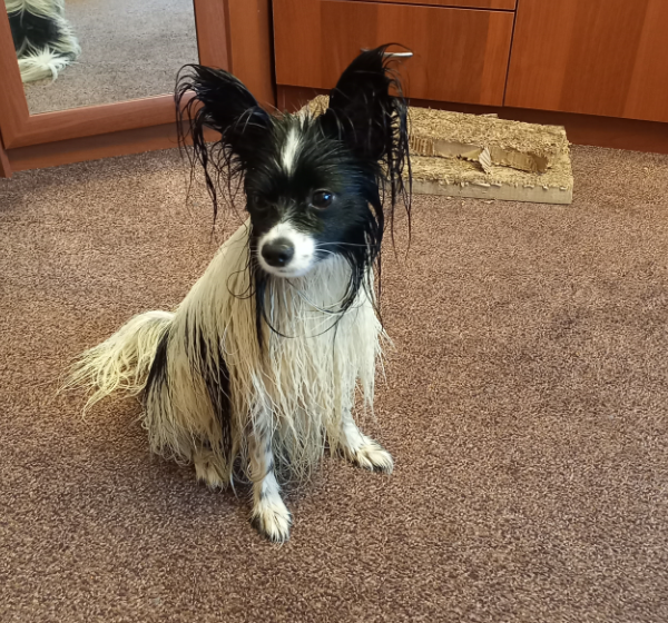 Врать не буду - это после ванны, а не дождя. После дождя не до фото.