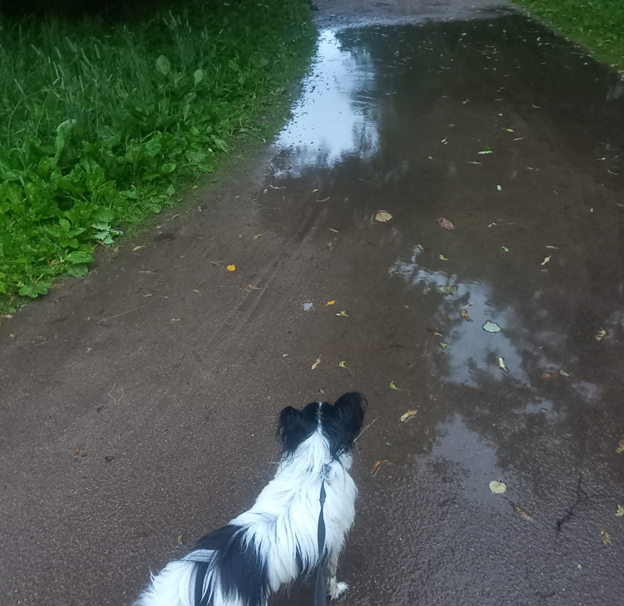 Вплавь, в брод или в обход? Роки любит шлепать по лужам, а я - нормальный герой, в обход
