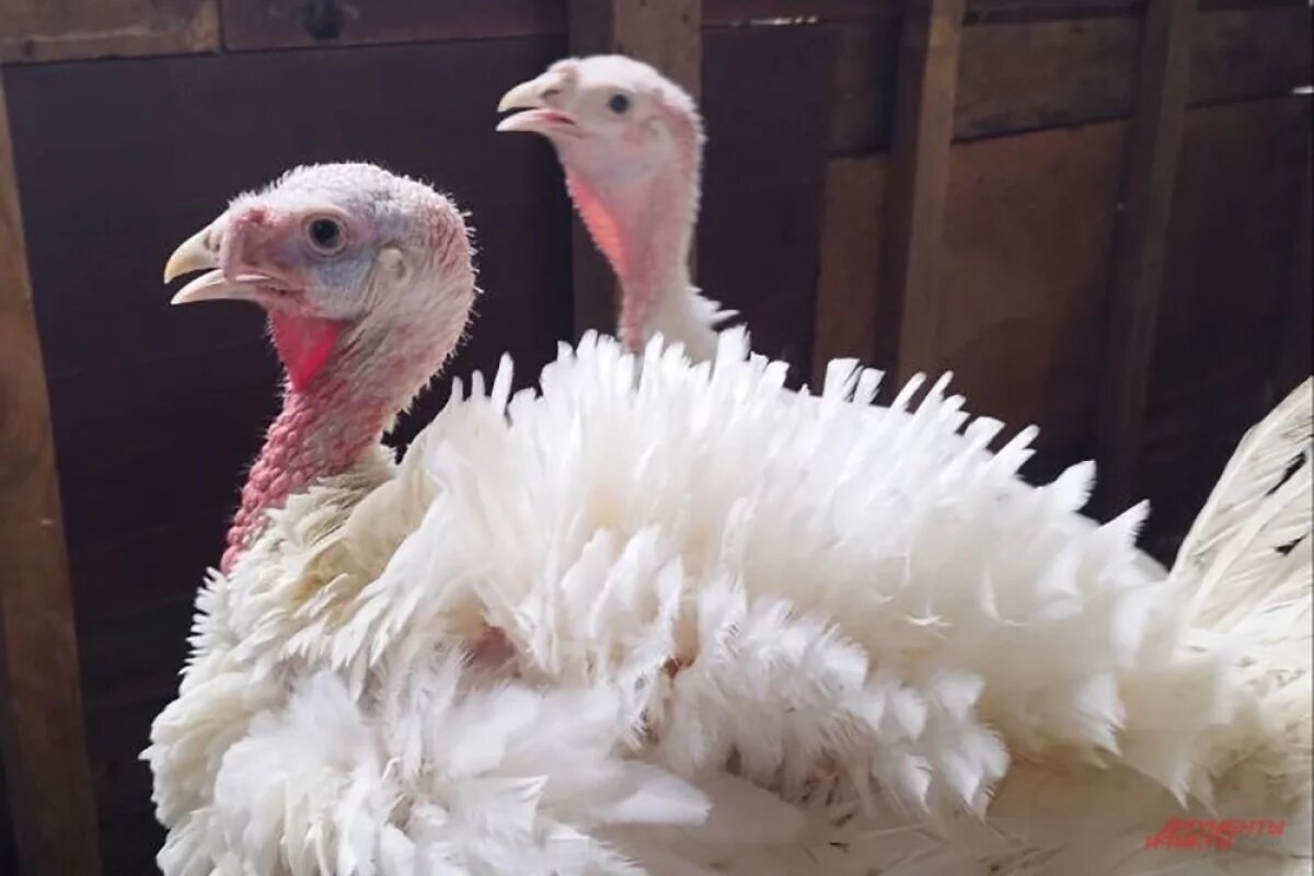    В Ярославле ученые разработали оборудование для птицеводов