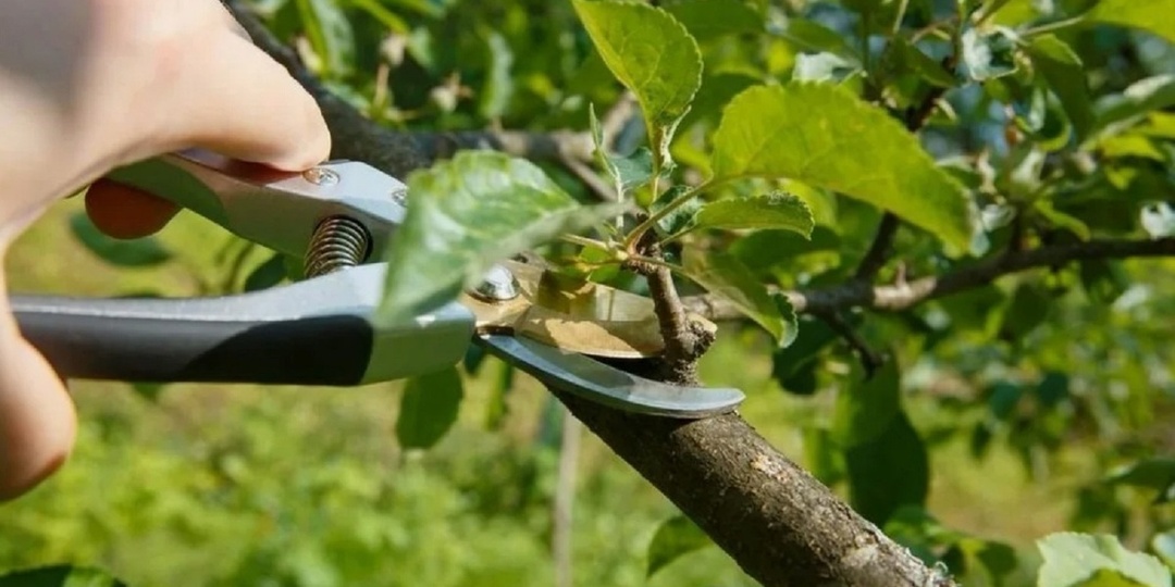 Летняя обрезка: зачем, когда и как её делать