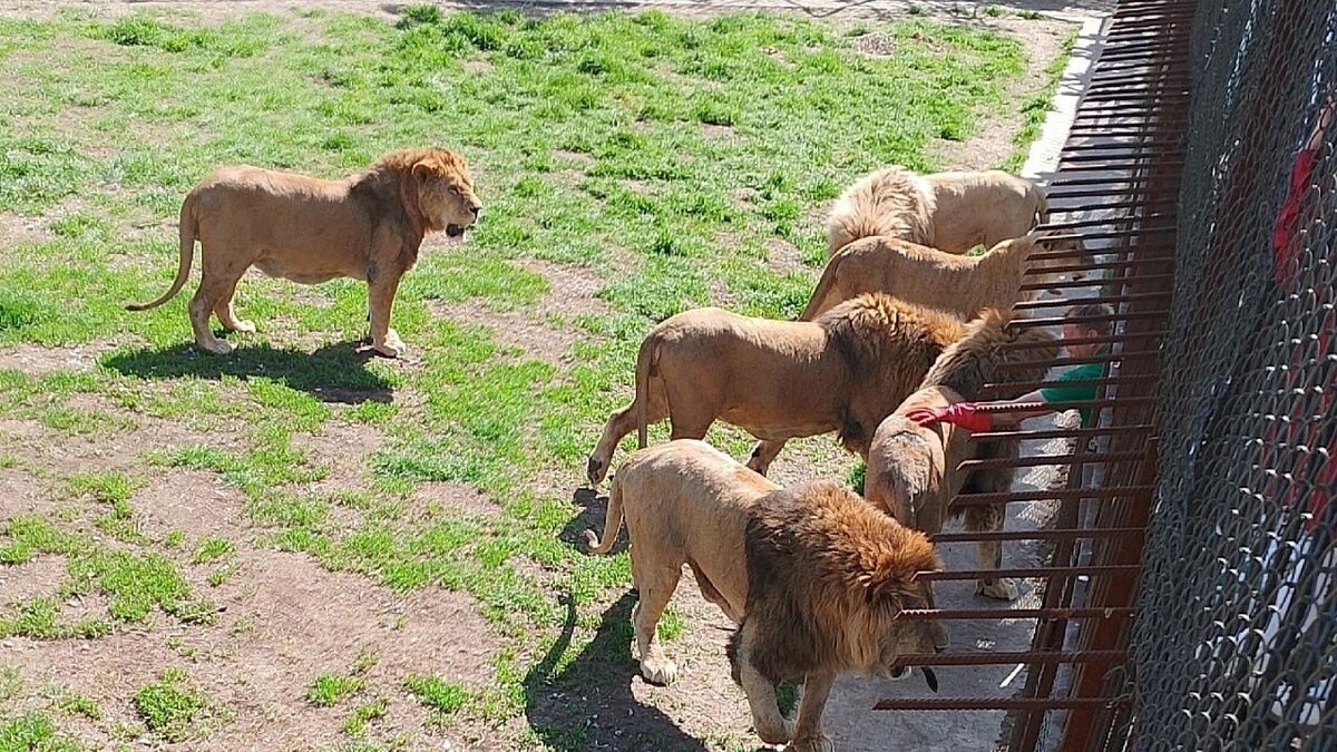    Фото: vk.com/taiganzoo