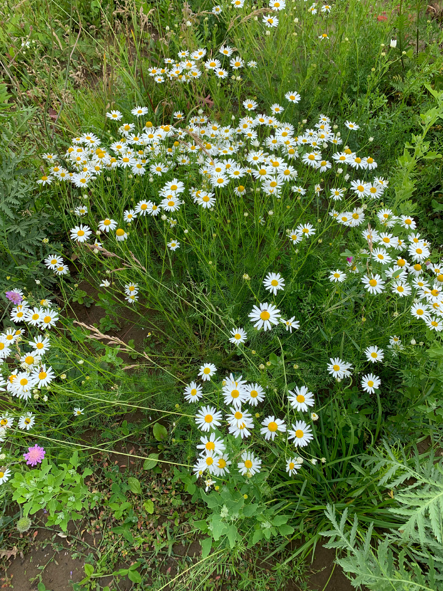 Любимые цветы