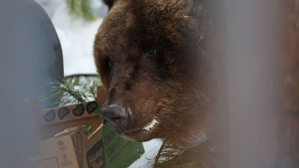 Фото: Елена Ельцова / Коммерсантъ