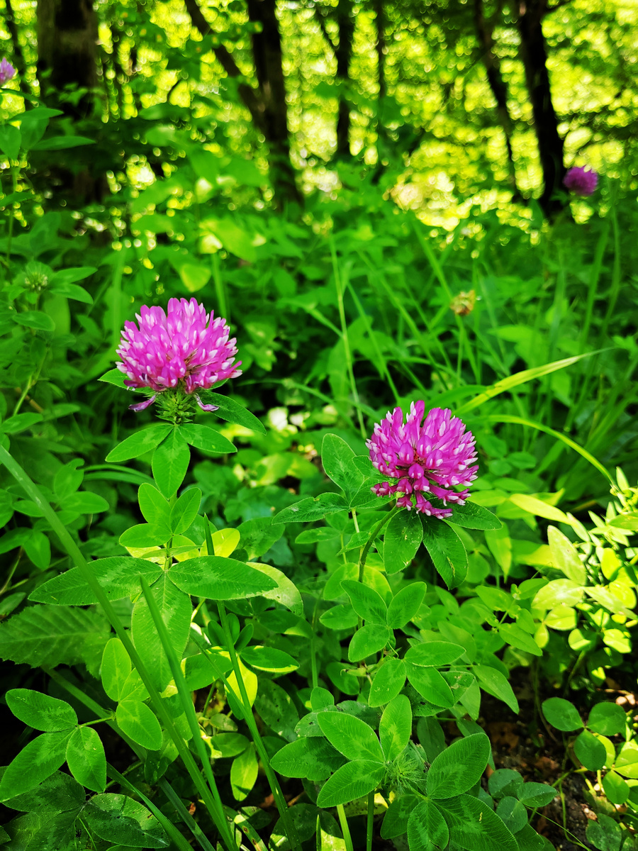 Клевер луговой на дорожке между двумя парковками около водопадов Руфабго. Очень большие и яркие цветы по сравнению с городским клевером!