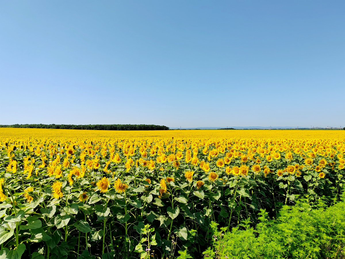 Поля цветущих подсолнухов по дороге из Краснодара в сторону Майкопа. Обожаю эти уникальные растения, которые в течение дня всегда поворачиваются "лицом" к солнышку!