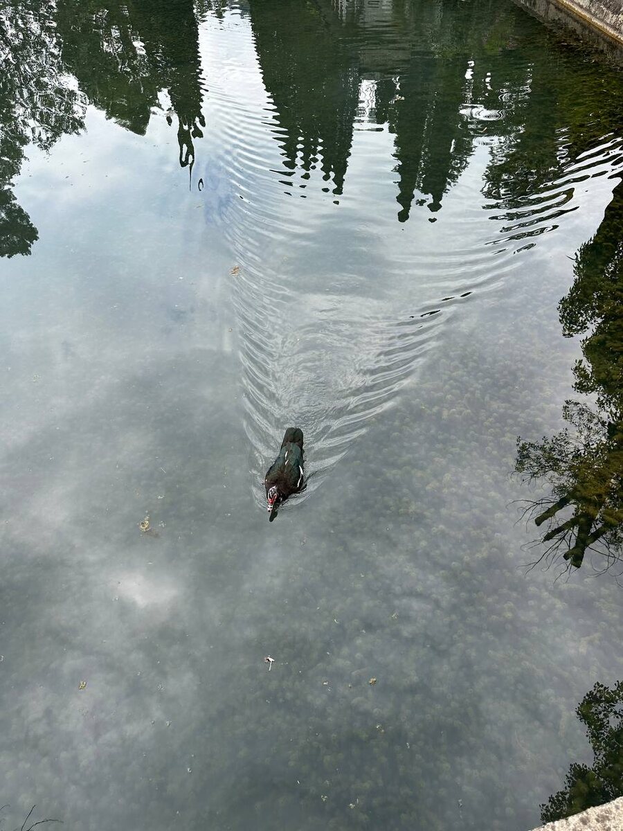 Красиво плывет