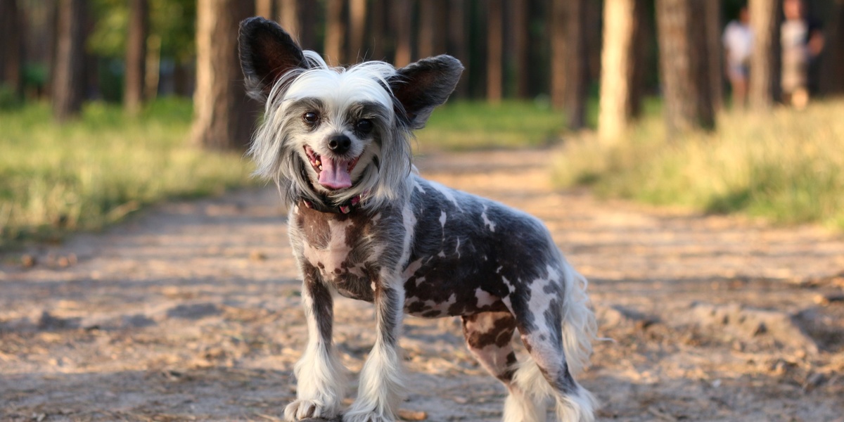 Знакомьтесь, это Тедди. Он чемпион по обаянию.