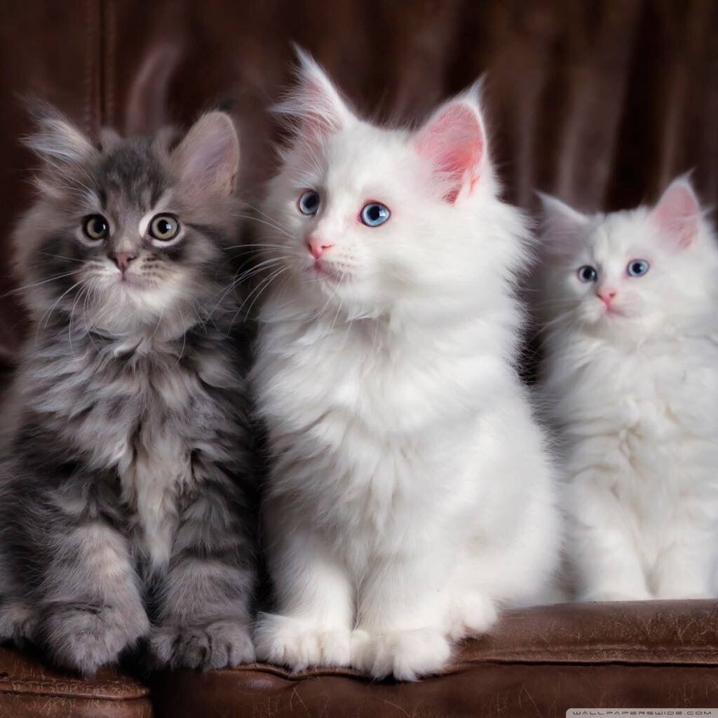 Картинки Яндекс