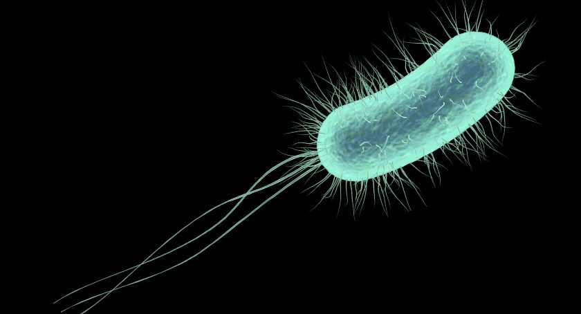 Akkermansia muciniphila